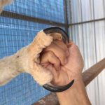 aquila-arpia-gigante-12