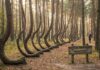 Pădurea Strâmbă din Polonia: 400 de copaci curbați în același fel, toți spre nord. După 95 de ani, nimeni nu știe cine i-a plantat așa și de ce