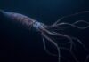 „Krakenul” din legende a fost detectat din nou: calamarul gigant de 13 metri reapare după 25 de ani în Australia